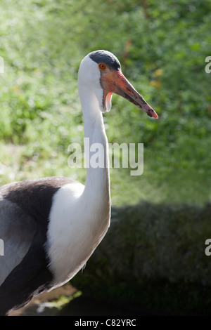 La grue caronculée (Bugeranus carunculatus). Wuppertal Zoological Gardens. Originaire du sud de l'Afrique. L'Éthiopie. Rare. En voie de disparition. Banque D'Images