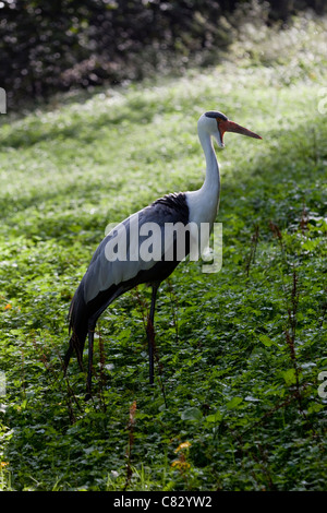 La grue caronculée (Bugeranus carunculatus). Wuppertal Zoological Gardens. Originaire du sud de l'Afrique. L'Éthiopie. Rare. En voie de disparition. Banque D'Images