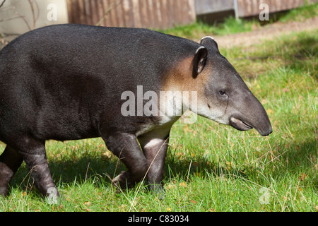 Tapir de Baird (Tapirus bairdii). Jardins zoologiques, Wuppertal en Allemagne. Originaire du Mexique et d'Amérique centrale. Banque D'Images