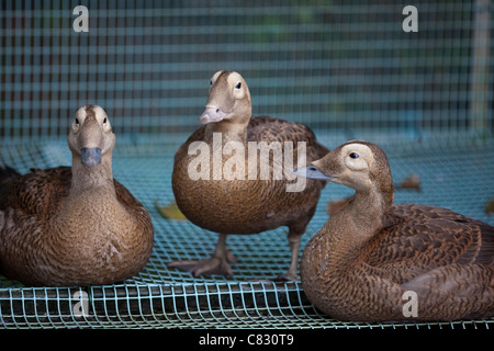 Les eiders à lunettes (Somateria fischeri). Les oiseaux élevés en collection, en plumage juvénile pen d'élevage. Banque D'Images