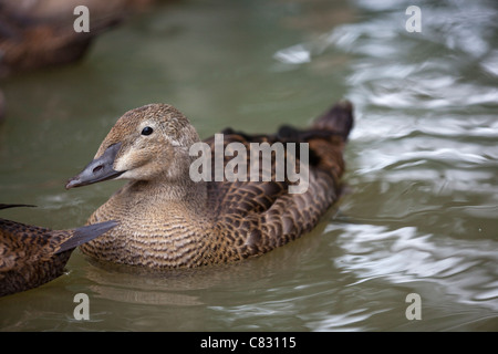 Eider à duvet (Somateria roi spectablis). Les juvéniles. Premier plumage d'hiver. Banque D'Images