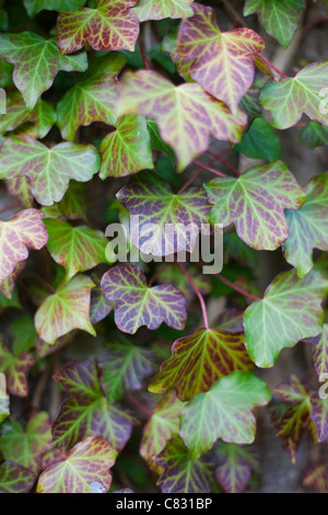 Feuilles de lierre changeant de couleur à l'automne Banque D'Images