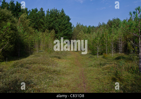 Chemin à travers la forêt, Newborough Anglesey, Pays de Galles, Royaume-Uni Banque D'Images