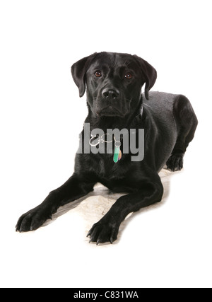 Labrador retriever adulte seul fixant dans un studio UK Banque D'Images