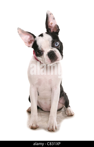 Boston terrier adulte seul dans un studio UK Banque D'Images