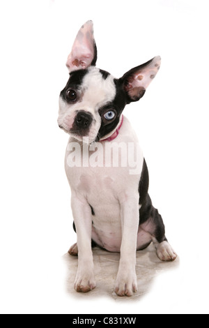 Boston terrier adulte seul dans un studio UK Banque D'Images