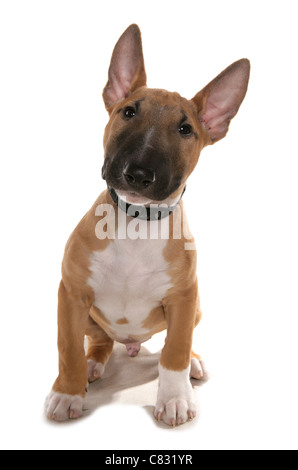 English bull terrier chiot unique dans un studio UK Banque D'Images