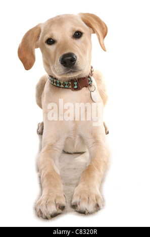 Labrador retriever chiot unique fixant dans un studio UK Banque D'Images