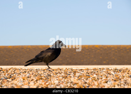 Corneille noire Corvus corone adulte seul debout sur une plage le Hampshire, au Royaume-Uni Banque D'Images