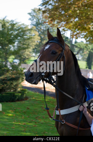 Horse Racing Horse parade en ring UK Banque D'Images