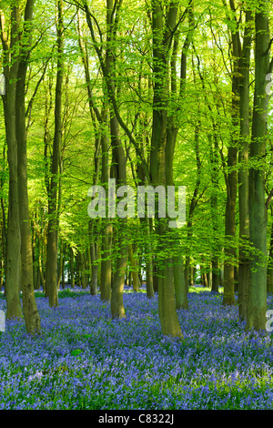 Tapis de Fleurs jacinthes parmi les hêtres Banque D'Images