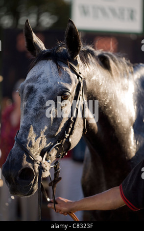 Cheval de course de chevaux gagnants en ring UK Banque D'Images