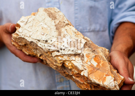 En grès local se décompose en carbonate de calcium du sol, style Vignoble Beckman, Santa Ynez Valley, California, United States Banque D'Images