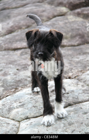 Jack Russell chiot croisée caniche miniature Banque D'Images