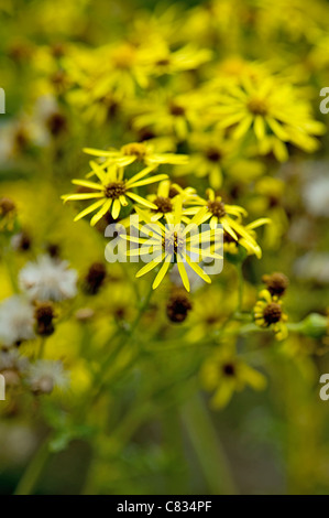 Image en gros plan de l'été jaune floraison Séneçon commun - Senecio jacobaea, prises contre un arrière-plan doux Banque D'Images