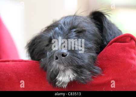 Jack Russell chiot croisée caniche miniature Banque D'Images