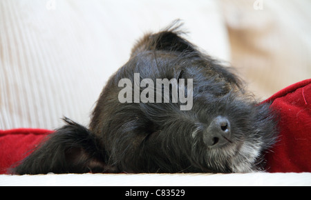 Jack Russell chiot croisée caniche miniature Banque D'Images