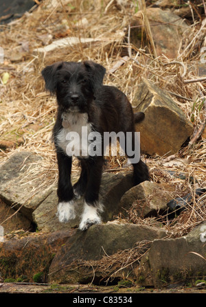 Jack Russell chiot croisée caniche miniature Banque D'Images