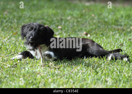 Jack Russell chiot croisée caniche miniature Banque D'Images