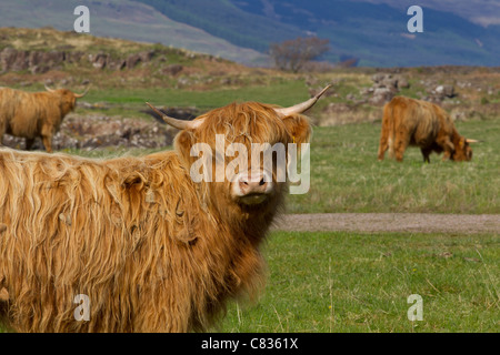 Vache Highland cattle ecosse paysage d'été ensoleillée de pâturage des vaches broutent steer steer Banque D'Images