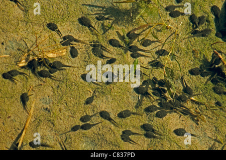 Les têtards dans l'eau, le Parc National de Namdapha, Miao, de l'Arunachal Pradesh, Inde Banque D'Images