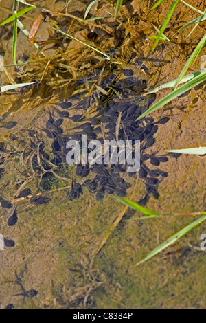 Les têtards dans l'eau, le Parc National de Namdapha, Miao, de l'Arunachal Pradesh, Inde Banque D'Images