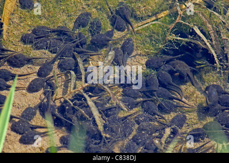 Les têtards dans l'eau, le Parc National de Namdapha, Miao, de l'Arunachal Pradesh, Inde Banque D'Images