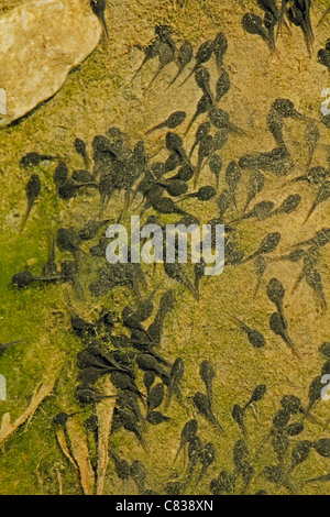 Les têtards dans l'eau, le Parc National de Namdapha, Miao, de l'Arunachal Pradesh, Inde Banque D'Images