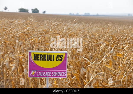 Les cultures génétiquement modifiées en Roumanie Banque D'Images