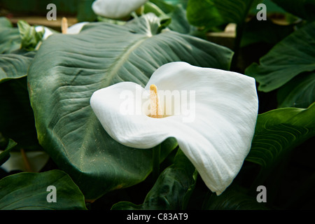 Arum ou calla Zantedeschia aethiopica, lys, Serres Royales de Laeken, le Château Royal de Laeken, Bruxelles, Belgique, Europe Banque D'Images