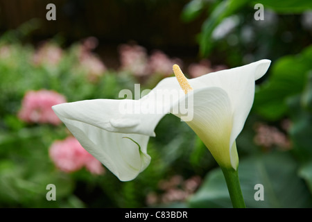 Arum ou calla Zantedeschia aethiopica, lys, Serres Royales de Laeken, le Château Royal de Laeken, Bruxelles, Belgique, Europe Banque D'Images