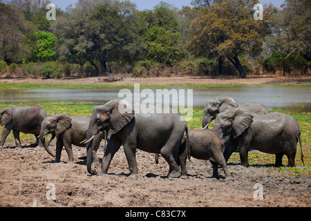 Troupeau de brousse africaine, l'éléphant Loxodonta africana, South Luangwa National Park, Zambie, Afrique Banque D'Images