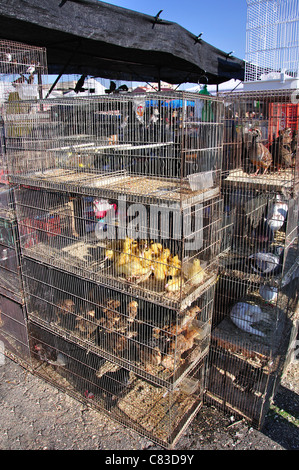 Les cages à oiseaux à Bonavista Marché Dimanche, Bonavista, près de Salou, Costa Dorada, province de Tarragone, Catalogne, Espagne Banque D'Images