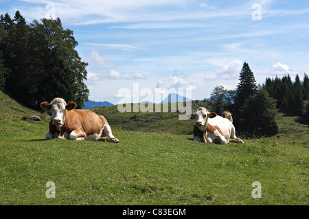 Vaches alpines , Taubensee Chiemgau Haute-bavière Allemagne Banque D'Images