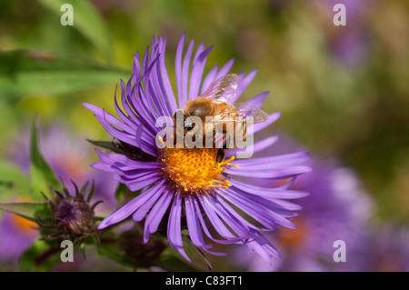 Les abeilles du miel sur bleu aster. Banque D'Images