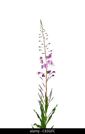 Rosebay Willowherb (Epilobium angustifolium) Banque D'Images