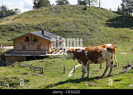 Vache et maison d'Alpin Chalet, Alpes Taubensee, Chiemgau Haute-bavière Allemagne Banque D'Images