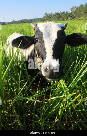 Le noir et blanc race Jersey cow in Green grass Banque D'Images