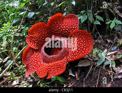 (Rafflesia arnoldii Rafflesia floraison) en forêt tropicale. Bukittinggi, à l'Ouest de Sumatra, Sumatra, Indonésie, Asie du Sud-Est, Asie Banque D'Images