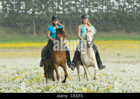 Deux jeunes femmes équitation sur chevaux Paso Fino Banque D'Images