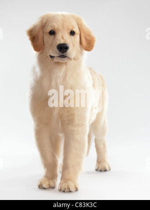 Licence disponible sur MaximImages.com - Portrait d'un Golden Retriever chiot de 4 mois isolé sur fond blanc Banque D'Images