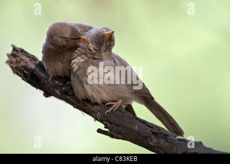 Bavards Jungle - Turdoides striata plumes / nettoyage Banque D'Images