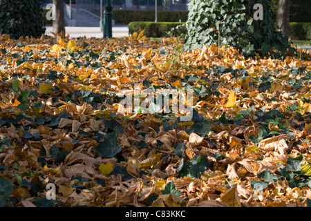 Des feuilles sèches et de lierre vert sous un arbre Banque D'Images