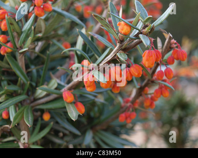 Petits bourgeons orange sur une plante Banque D'Images