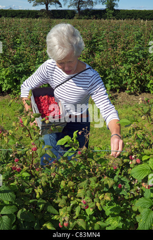 La collecte d'élevage de femme framboises framboisier, près de Erskine, Renfrew, Glasgow, Écosse, Royaume-Uni, Grande Bretagne, Banque D'Images