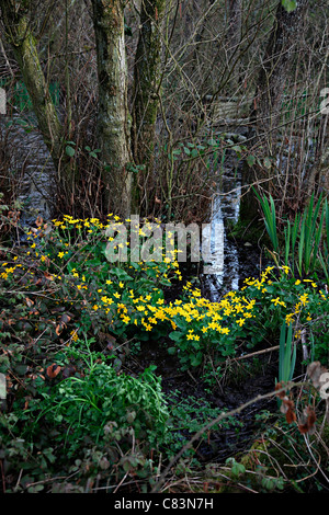 Caltha palustris Marsh - Marogold ou King Tasses à Rewe Mead Banque D'Images