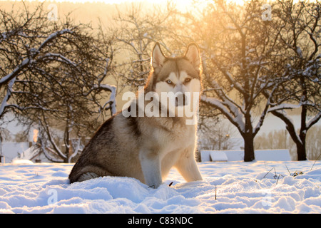 Chien Husky de Sibérie dans la neige Banque D'Images