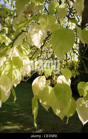 Grandes feuilles vertes Banque D'Images