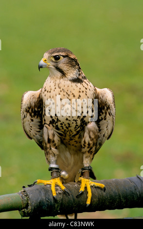 / Faucon sacre Falco cherrug Banque D'Images