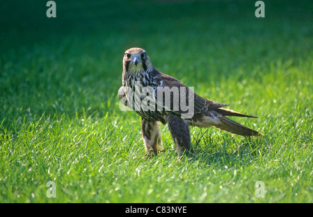 Le faucon sacre Falco cherrug / meadow Banque D'Images